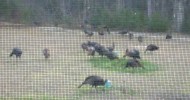 Alot Of Wild Turkeys In My Back Yard