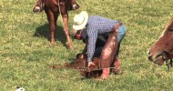 Cattle Branding with Circle B Ranch