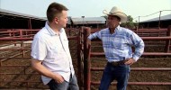 Cattle Sale Barn – America’s Heartland