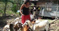 estrella and her goats