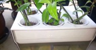 First aquaponics with AquaFarm and Gynura procumbens staring Sammy