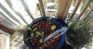 Five-Gallon Bucket Aquaponics