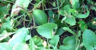 Grow melons in raised beds.