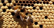 Honey Bees Hatching