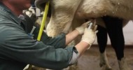 How to infuse antibiotics into dairy cows to treat infections