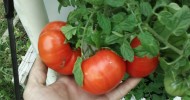 Kratky Method-DWC-Compost Tea Hydroponics #5  Hydroponic Tomatoes