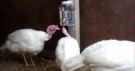 Midget White Turkeys