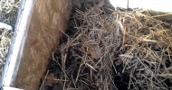 Repurposed rabbit hutch into cold frame.