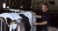 Rumen Scoring Dairy Cows