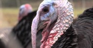 Some Thanksgiving Turkeys Are Raised Here In Georgia