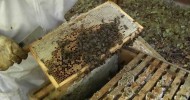 Beekeeping – How to make lots more Bees – Using the Rose Hive Method Part 3