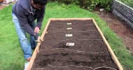 Building a raised-bed garden — Planting the seeds