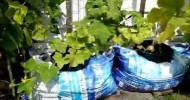 Container Vegetable Gardening | Introduction to my container vegetable gardening