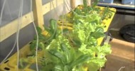 Detailed Hydroponics Tour