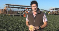 Do You Know How Your Cantaloupes Are Harvested?