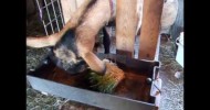 Feeding Sprouted Fodder to livestock April 2013