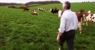 Free Range Dairy – Our cows going out to grass