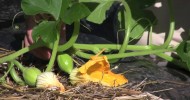 Gardening How-To: Pollinating Winter Squash