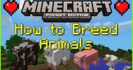 How to Breed/Attract Cows, Sheep, Pigs and Chickens – Minecraft Pocket Edition