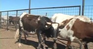 Nov 11, 2013; 50 Pregnant Cows