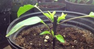 Pruning and Fertilizing Pepper Plants for Huge Yields  Alberta Urban Garden