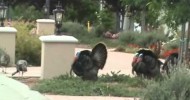 Reality Joe….Episode #40….Wild turkeys can’t keep “joe” away!