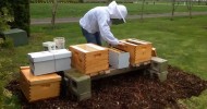 Rookie beekeeper gets stung.  OUCH that Hurts!