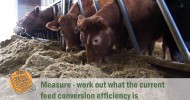 Tried & Tested Feed Planning for Cattle and Sheep