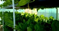 تجربة الخس سنة 24-2-2011 hydroponics uae