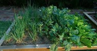 Better Homes and Gardens – Gardening: winter vegetable garden