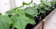 Cantaloupe and Cucumber Hydroponics