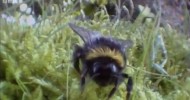 Clever queen bumble bees – Life in the Undergrowth – BBC