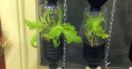 Hydroponics Window Garden Part 3.m4v