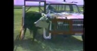 Pickup Mounted Cattle Catching Squeeze Chute