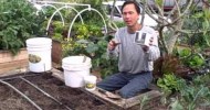 Planting 48 Peppers in a 4′ x 10′ Raised Square Foot Urban Garden Bed