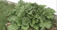 Rhubarb and Removable Cold Frame