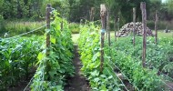 Some Very Serious Growth 7th Week #11 Heirloom Organic Vegetable Garden