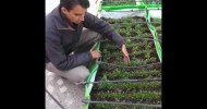 SOWING & GERMINATION IN ROOFTOP ORGANIC FARMING