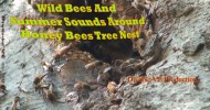 Wild Honey Bees Tree Nest Buzzing Sounds & Closeup