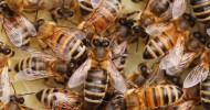 Women Get Stung Hundreds of Times by Bees Following Car Crash