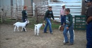 4 H Goat Showmanship