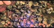 Earth worms in aquaponics 8-23-11