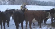 Farming – Winter episode 1 – feeding cows