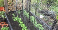 Gardening in the rain