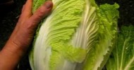 Harvesting Cabbage From My Organic Garden