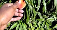 How To Make  Peach Wine