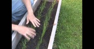 June Organic Garden Update!