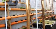 Our aquaponics system doubled in production