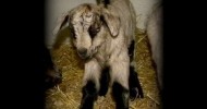 Our Dairy Goat Delilah Gives Birth to Copper! (unassisted) (Giving Birth)