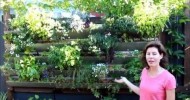 Sydney Organic Gardens Vertical Garden, at Rozelle in Sydney